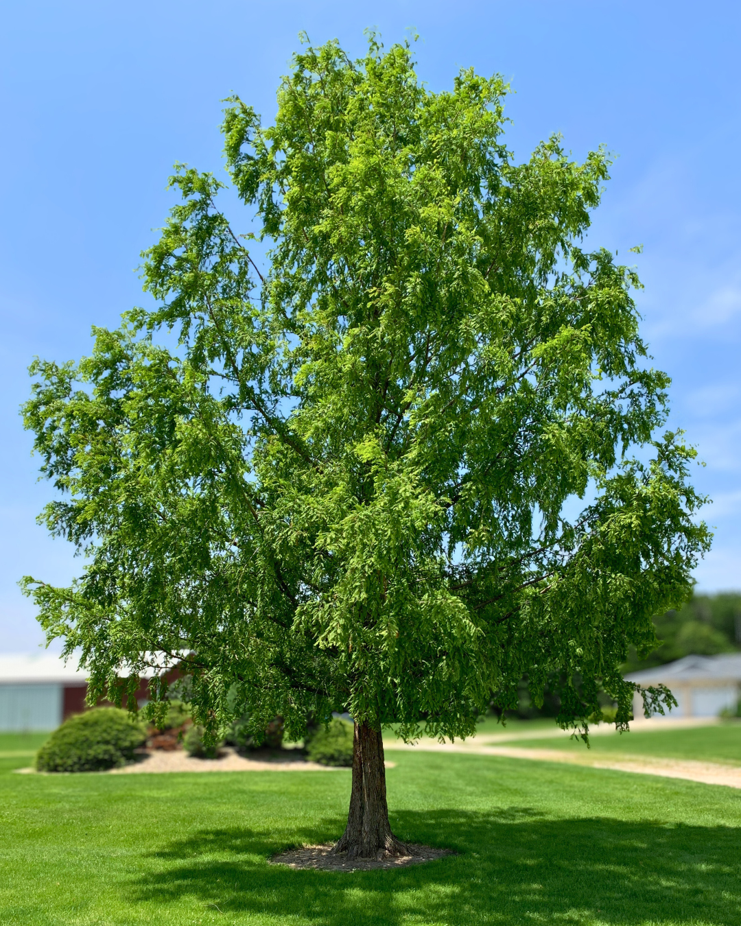 A large, Dawn Redwood in an open area of a front landscape with green shaggy foliage and red, shaggy bark.